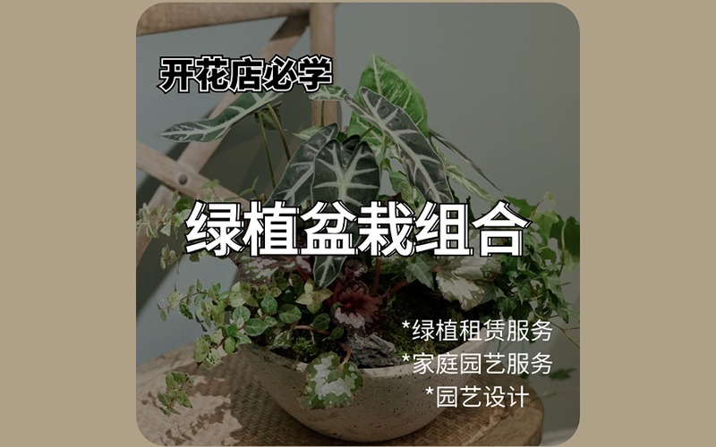 深圳绿植盆栽组合课程