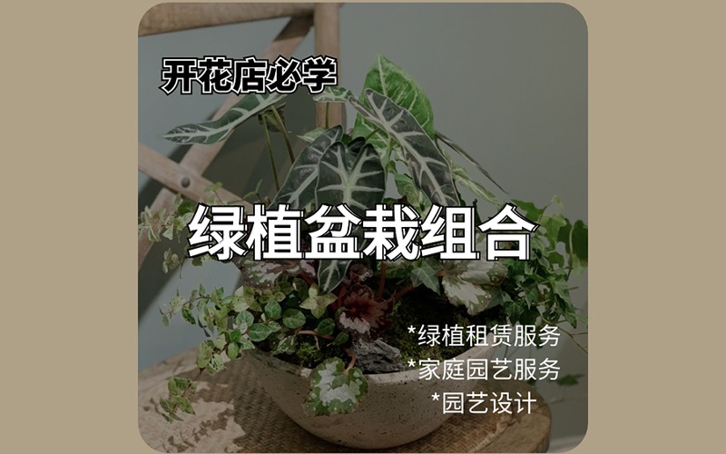 深圳綠植盆栽組合課程