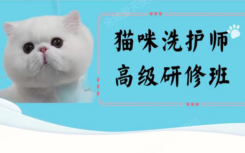 无锡猫咪洗护师高级研修班