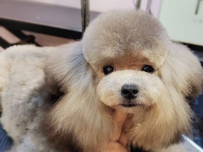 哈貍寵物之學員作品展示！