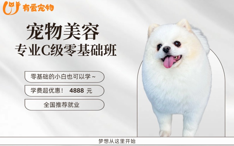 鄭州寵物美容專業(yè)C級零基礎班