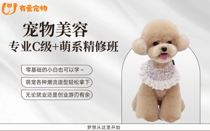 鄭州寵物美容專業(yè)C級+萌系精修班