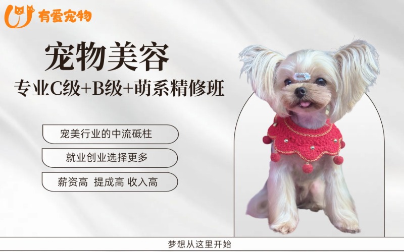 鄭州寵物美容專業(yè)C級+B級+萌系精修班