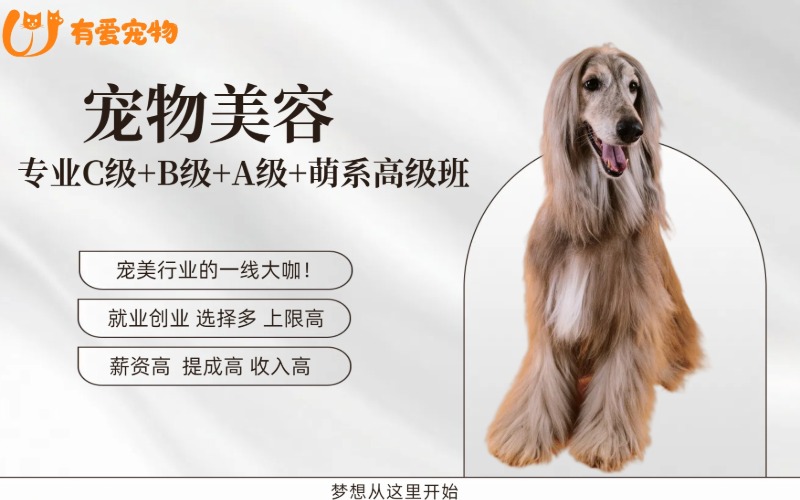 鄭州寵物美容專業(yè)C級+B級+A級+萌系高級班