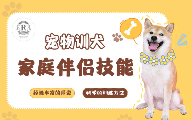 深圳寵物訓犬家庭伴侶技能培訓師班