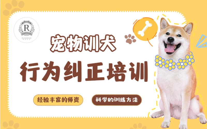 深圳家庭犬行為糾正技能培訓師班