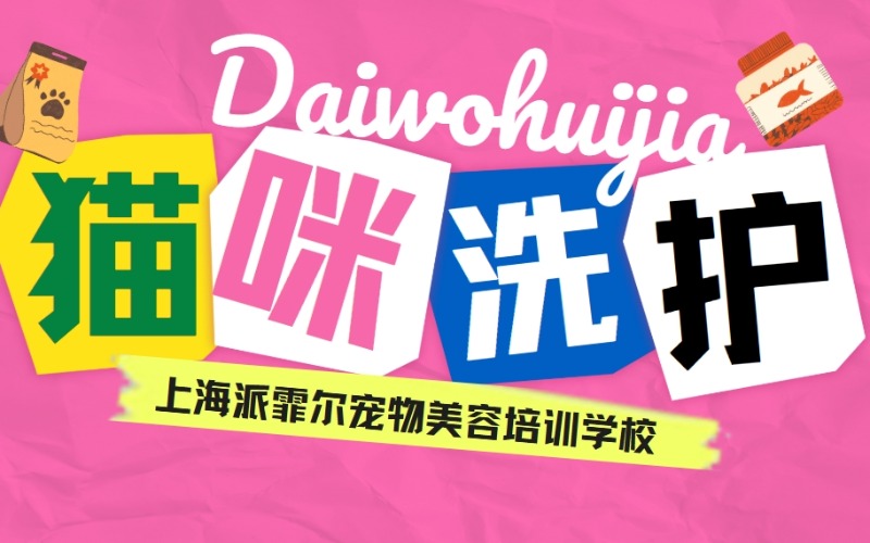 上海宠物美容专业猫咪洗护课程