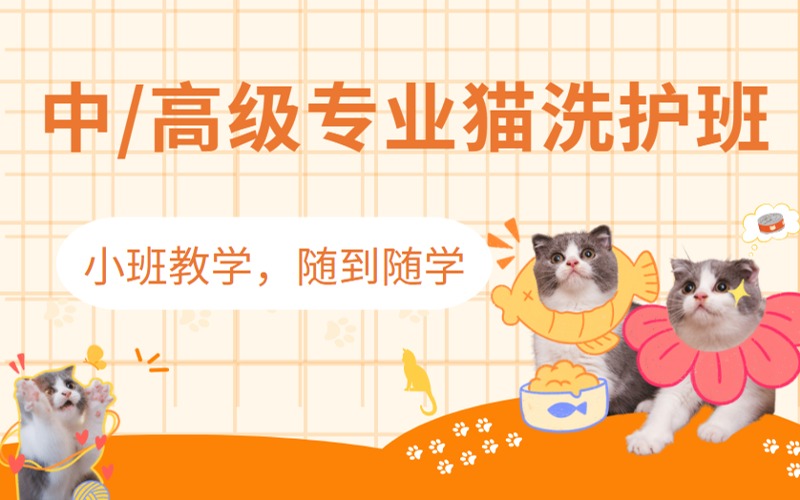 武漢中/高級專業(yè)貓洗護班