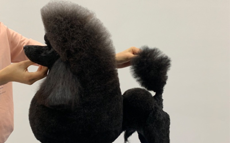 南昌宠物美容A级赛场专修培训班