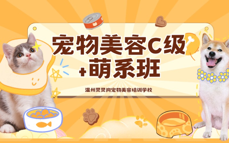溫州寵物美容C級(jí)+萌系班培訓(xùn)
