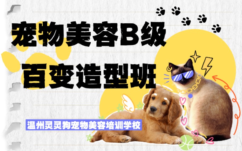 温州宠物美容B级百变造型班