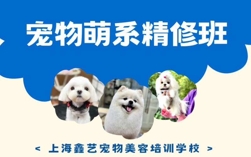 上海宠物萌系精修培训班