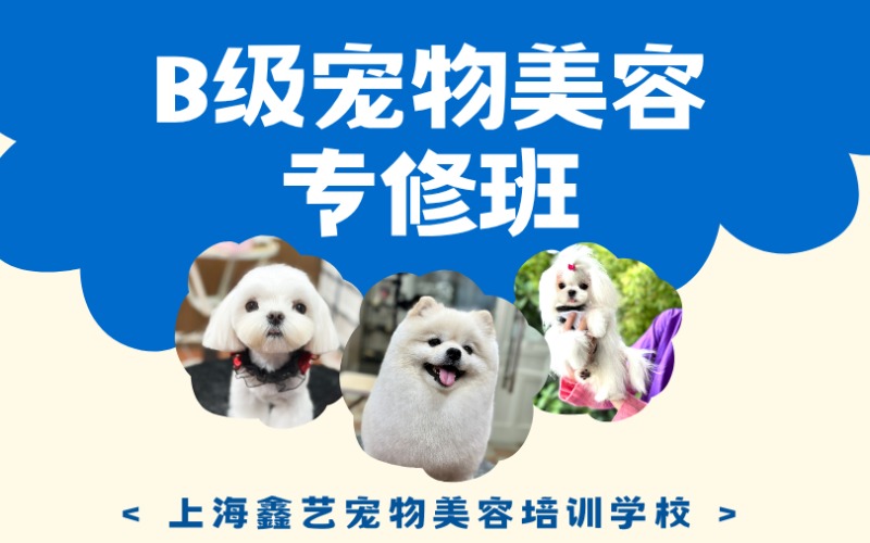 上海宠物B级宠物美容专修班