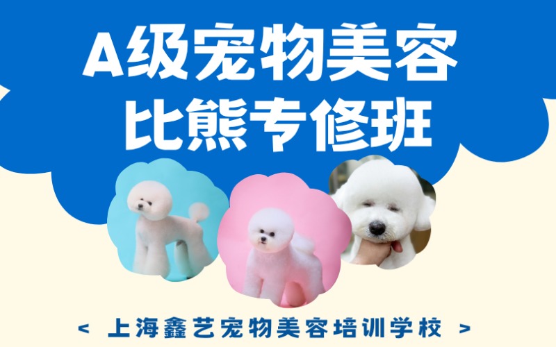 上海宠物A级比熊专修培训班