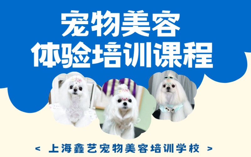 上海宠物美容体验培训课