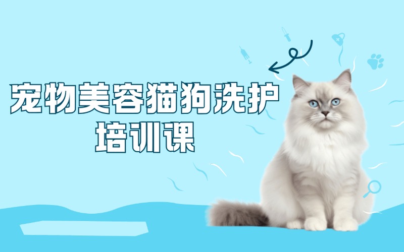 东莞宠物美容猫狗洗护培训课