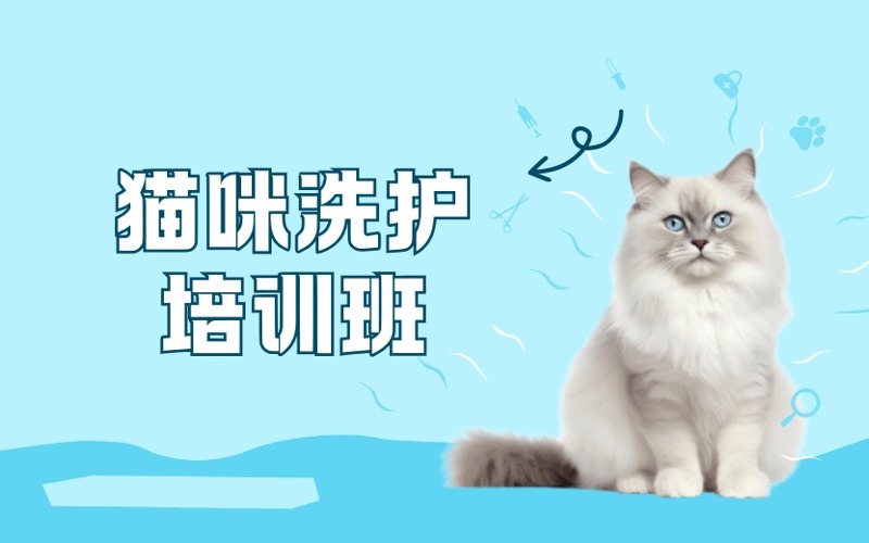 东莞宠物美容猫咪洗护培训班