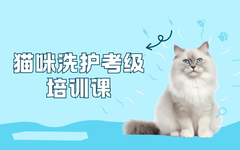 东莞宠物美容猫咪洗护考级培训课