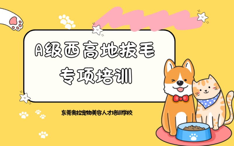 东莞宠物美容A级西高地拔毛专项培训班