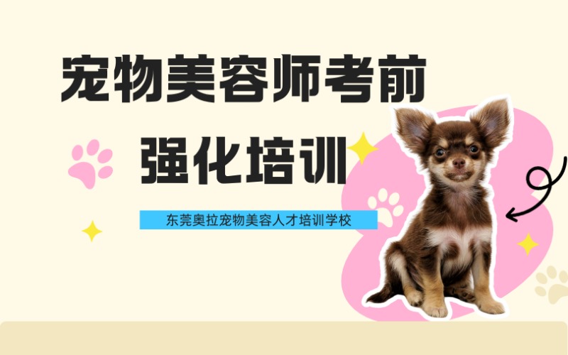 东莞宠物美容师考前强化培训班