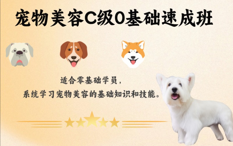 合肥寵物美容C級0基礎(chǔ)速成班