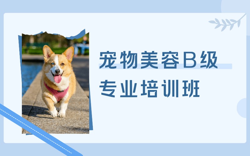 成都宠物美容B级专业培训班