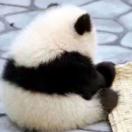 纪*洋