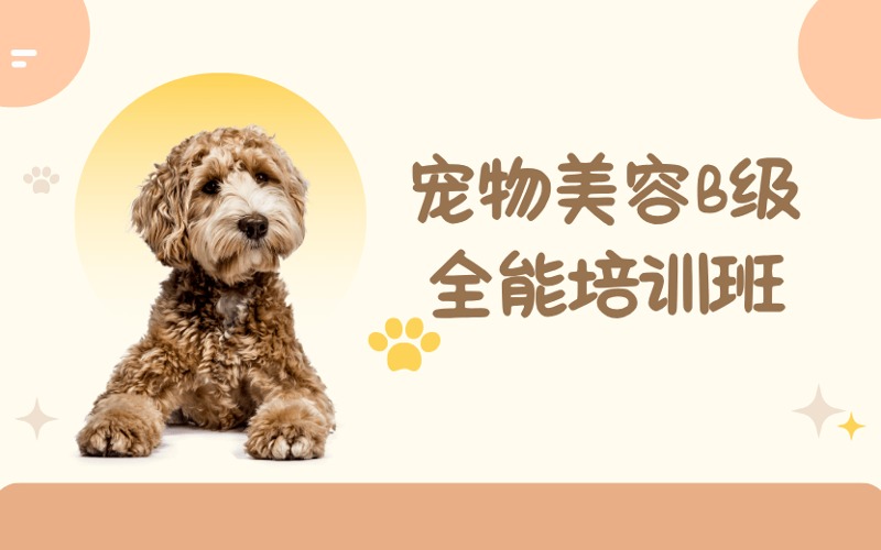 成都宠物美容B级全能培训班