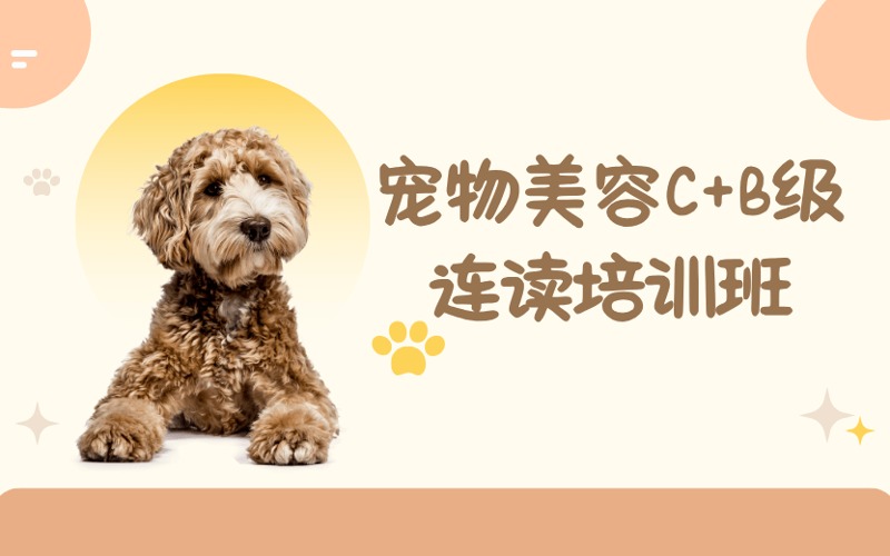 成都寵物美容C+B連讀培訓(xùn)班