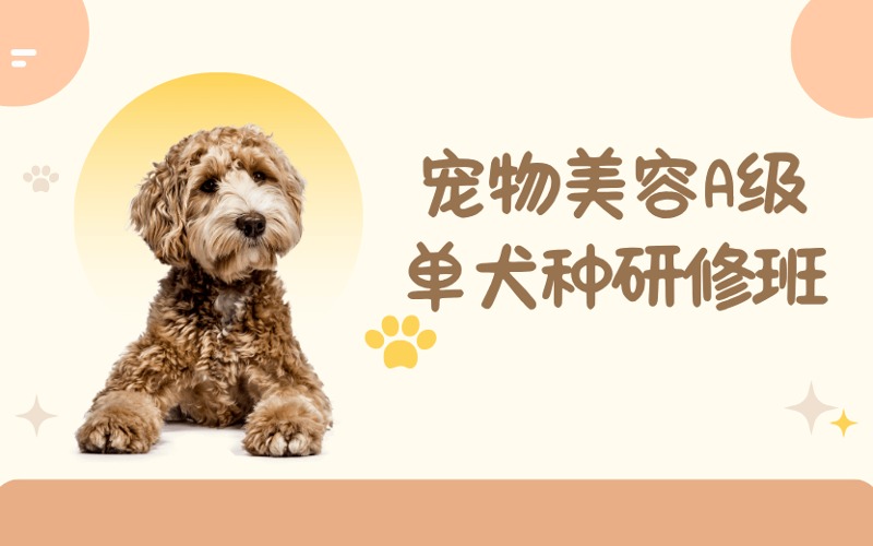 成都寵物美容A級單犬種研修培訓(xùn)班