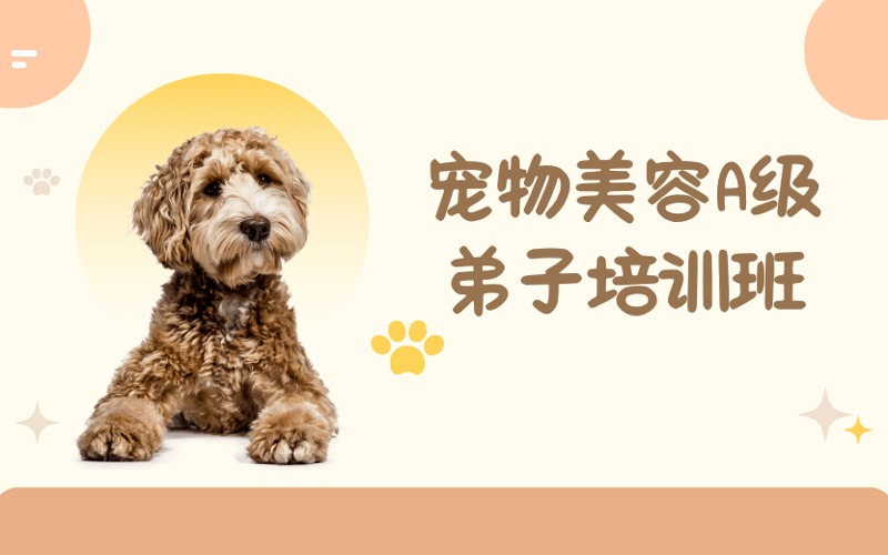 成都宠物美容A级弟子培训班