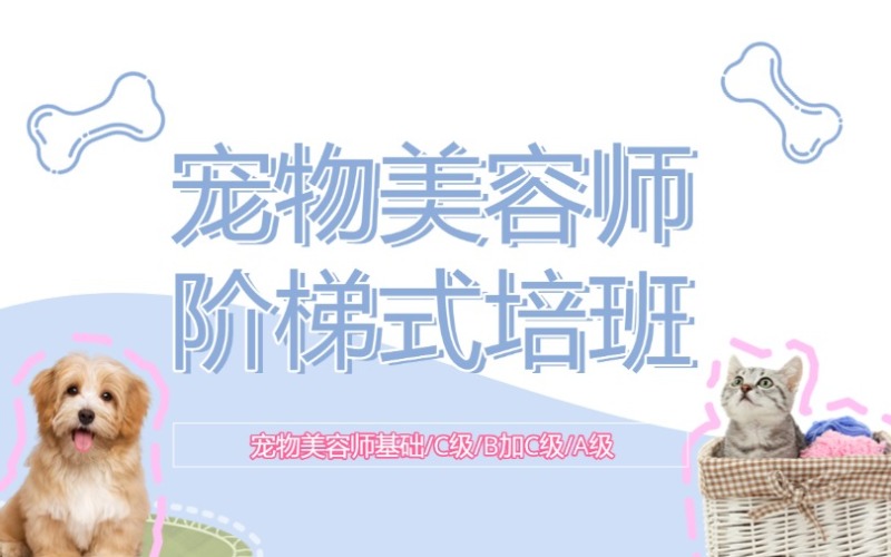 沈陽專業(yè)寵物美容師A級(jí)培訓(xùn)班
