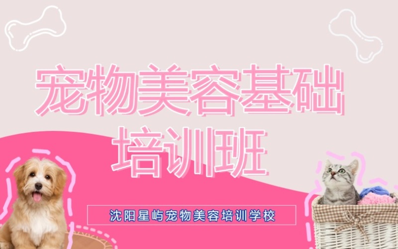 沈阳宠物美容基础培训班