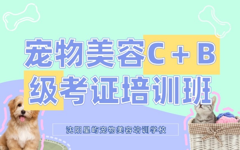 沈阳专业宠物美容师 C+B 考级培训班