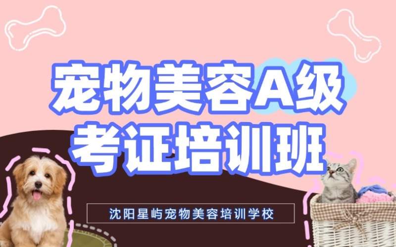 沈阳专业宠物美容师A级培训班