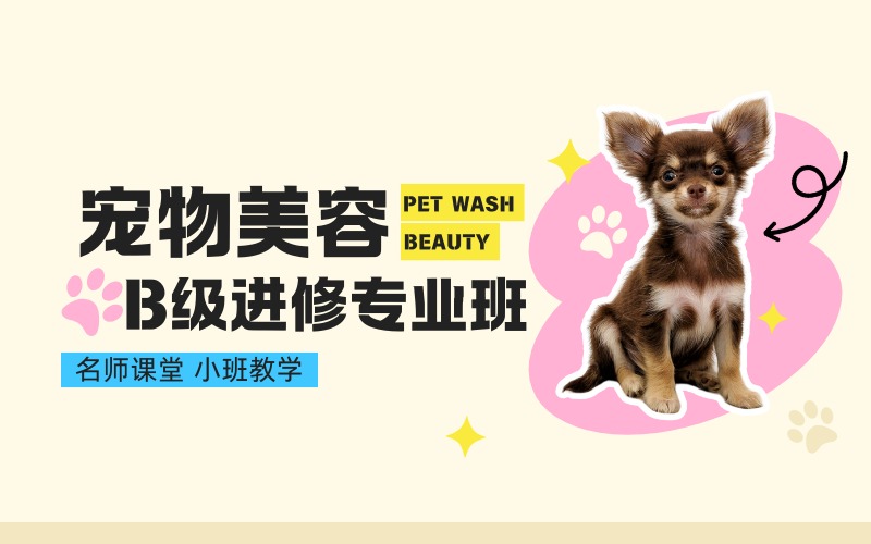 杭州宠物美容B级进修专业班