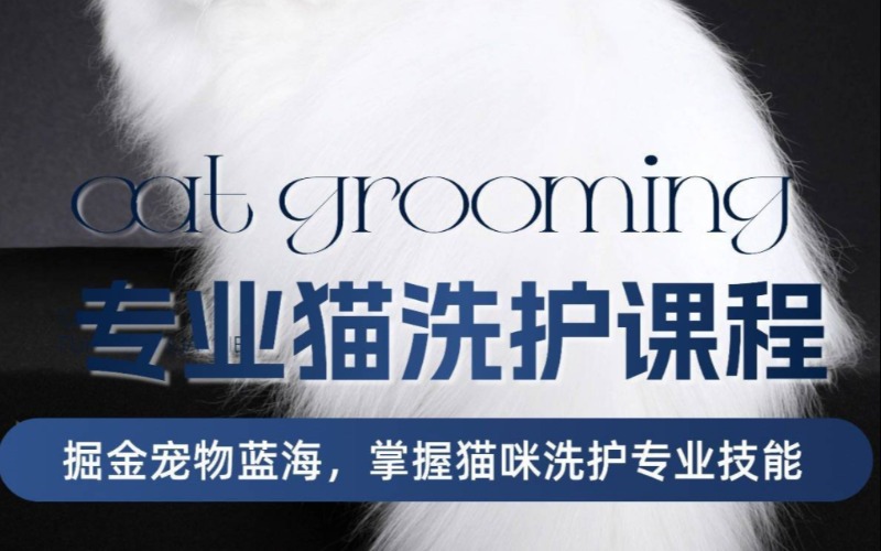 专业猫洗护技能培训课程