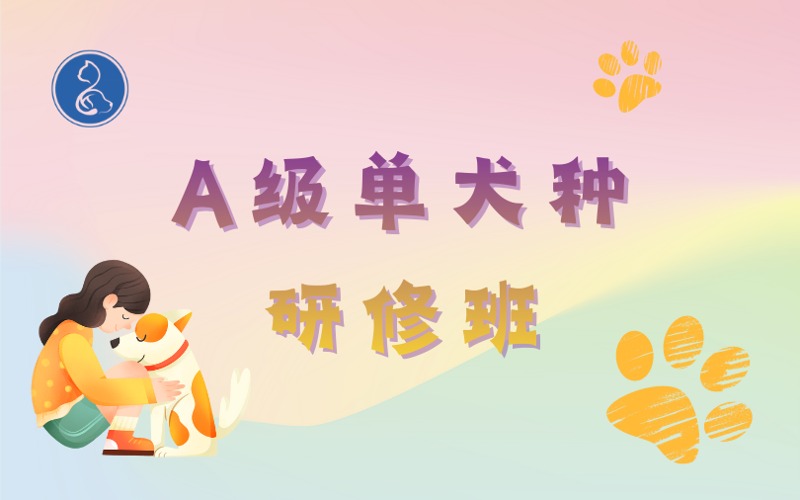 泉州A级单犬种研修班