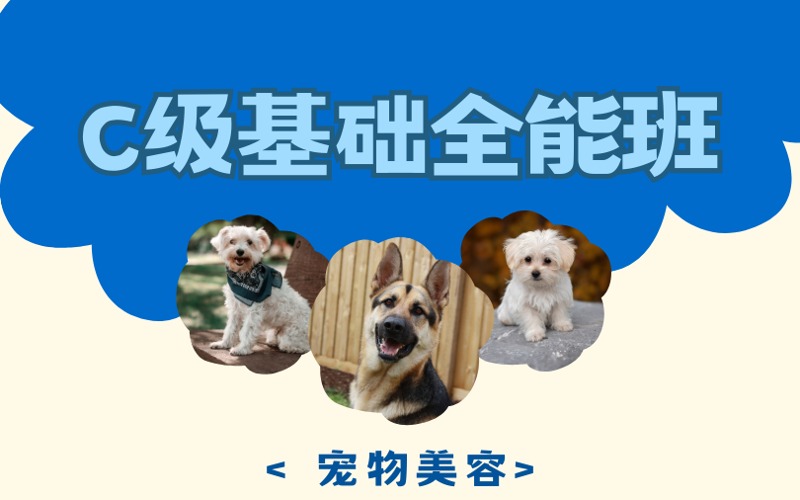 济南宠物美容C级基础全能培训班