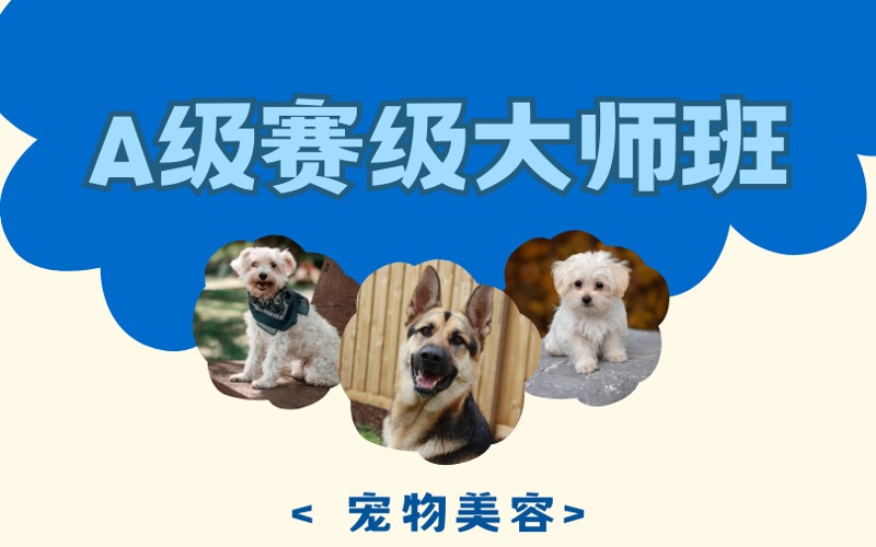 济南宠物美容A级赛级大师班