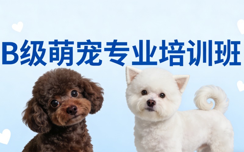 昆明宠物美容B级萌宠专业培训班