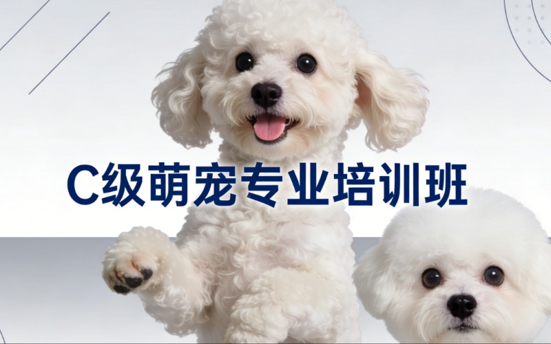 昆明宠物美容C级萌宠专业培训班