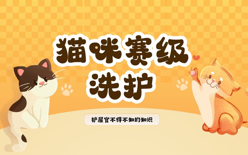 杭州猫咪赛级洗护培训班