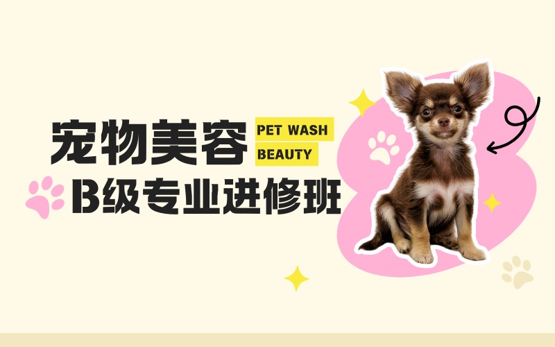 成都宠物美容B级专业进修班