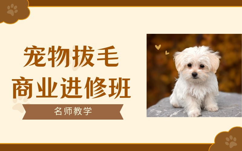 成都宠物拔毛商业进修班