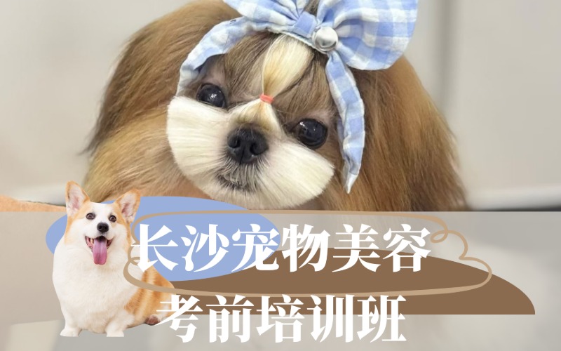 长沙宠物美容考前培训班