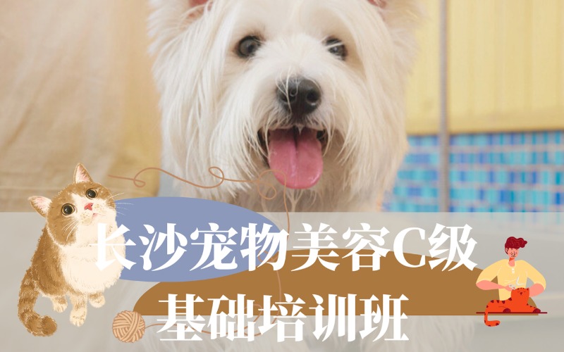 长沙宠物美容C级基础培训班