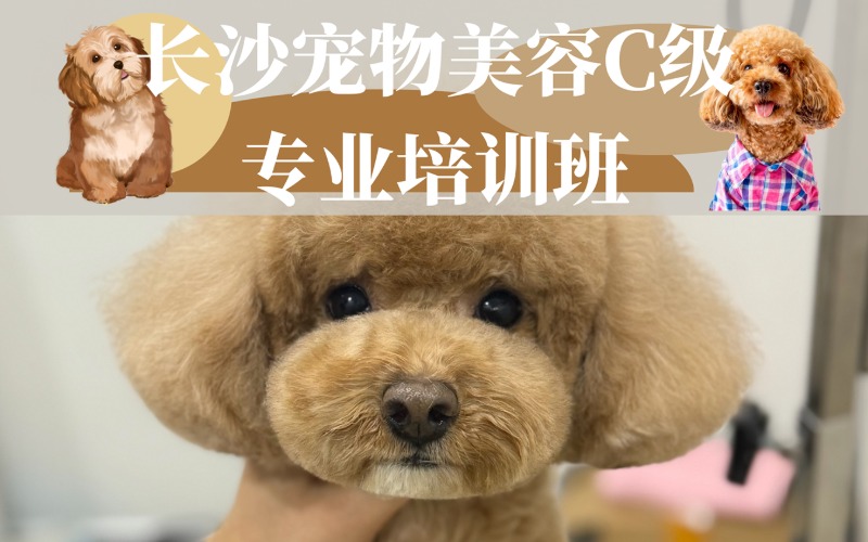 长沙宠物美容C级专业培训班