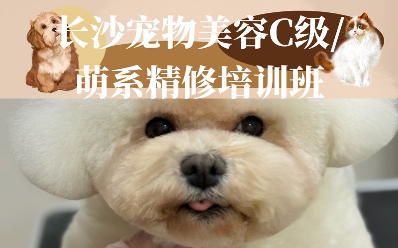 长沙宠物美容C级/萌系精修培训班