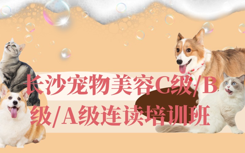 长沙宠物美容C级/B级/A级连读培训班